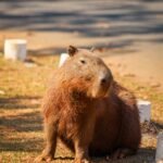 Capivaras do DF passam a ser acompanhadas por cientistas
