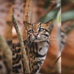 Conheça Fúria, jaguatirica cega acolhida pelo Zoológico de Brasília