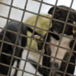 Feira de adoção do DF traz cães resgatados à espera de famílias