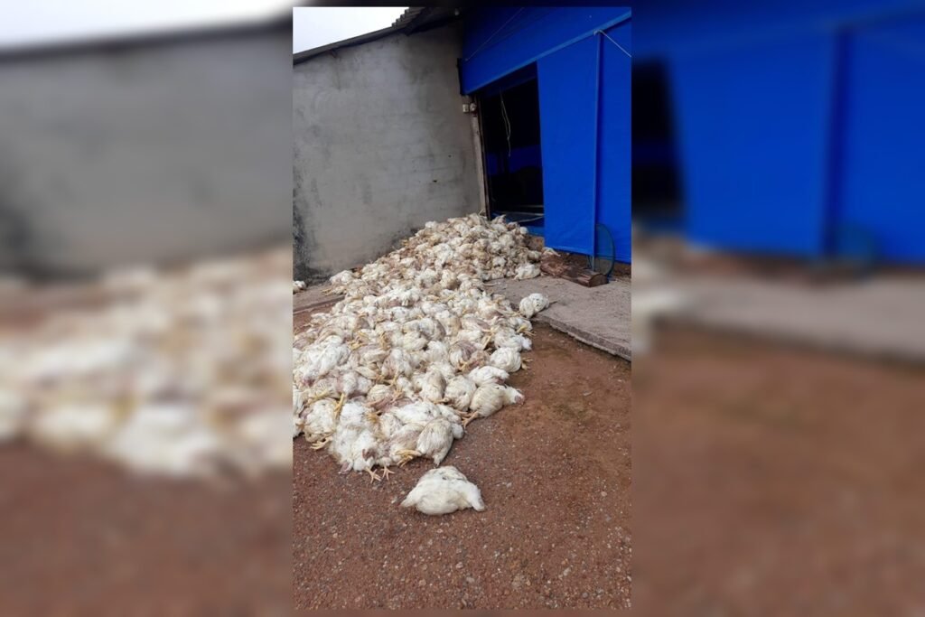 Problemas de energia na DF-140 colocam granjas em risco
