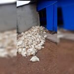 Problemas de energia na DF-140 colocam granjas em risco