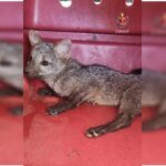 Cachorro-do-mato é resgatado dentro de tubulação em casa no DF