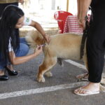 DF intensifica vacinação antirrábica para cães e gatos