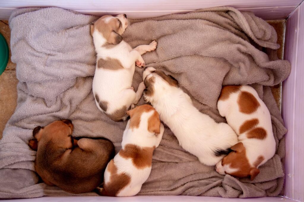 Feira Pet retorna ao Palácio do Buriti com adoção de cães e gatos