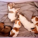 Feira Pet retorna ao Palácio do Buriti com adoção de cães e gatos