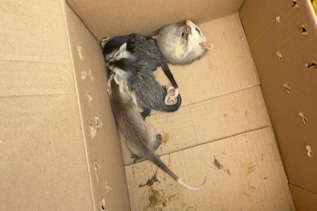 Filhotes de saruê são resgatados em casa no Jardim Botânico