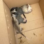 Filhotes de saruê são resgatados em casa no Jardim Botânico