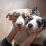 Ibaneis envia projeto de auxílio para protetores de animais à CLDF