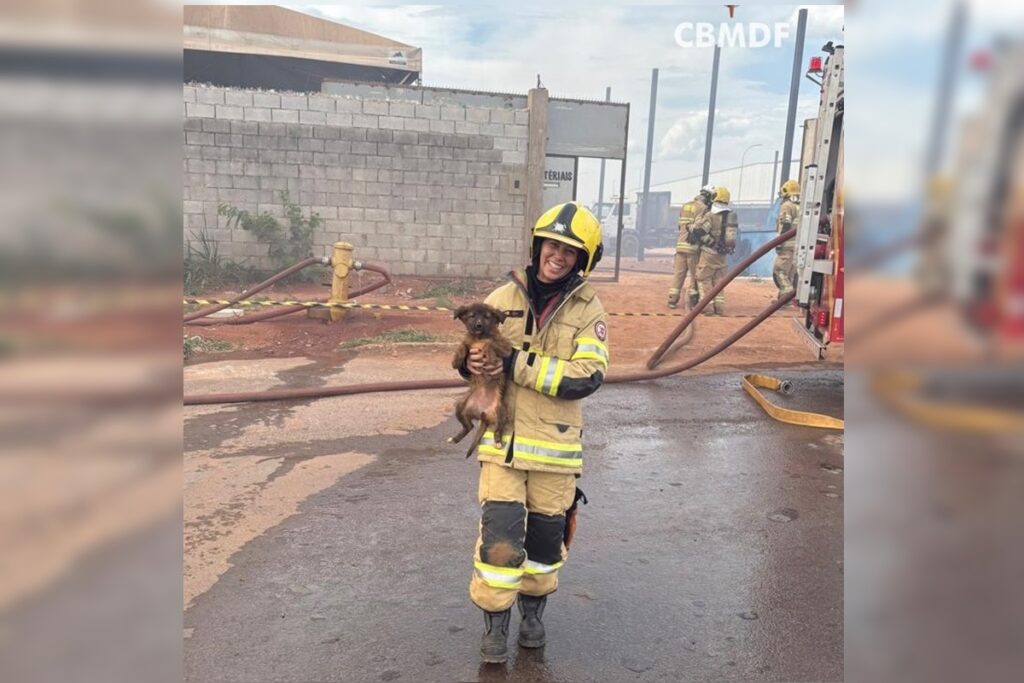 Bombeiros salvam cinco filhotes durante incêndio em depósito