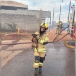 Bombeiros salvam cinco filhotes durante incêndio em depósito