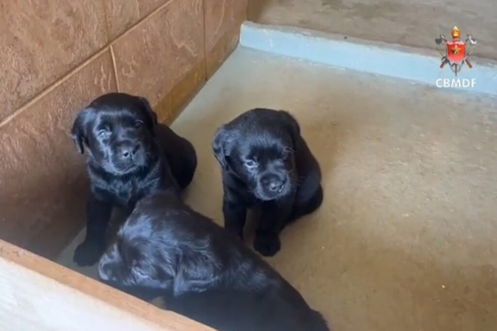 Famílias do DF podem ajudar no treinamento de cães-guia. Saiba como