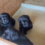 Famílias do DF podem ajudar no treinamento de cães-guia. Saiba como