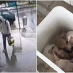 Homem é indiciado após abandonar sete filhotes de cachorro no DF