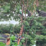 Homem morre eletrocutado enquanto podava árvore, em Caldas Novas