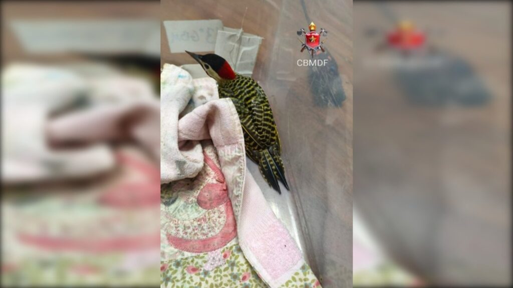 Pica-pau carijó é resgatado dentro de quartel dos Bombeiros no Guará