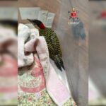 Pica-pau carijó é resgatado dentro de quartel dos Bombeiros no Guará