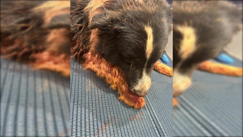 Rottweilers atacam cachorro em canteiro de obras no Sudoeste