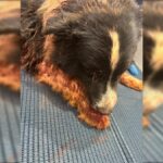 Rottweilers atacam cachorro em canteiro de obras no Sudoeste