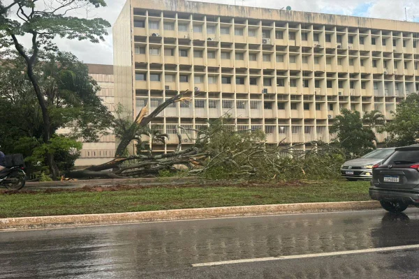 Temporal em Brasília causa alagamento e queda de árvore na Asa Sul