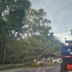Árvore cai em cima de carro, mata homem e deixa outro ferido na BR-040