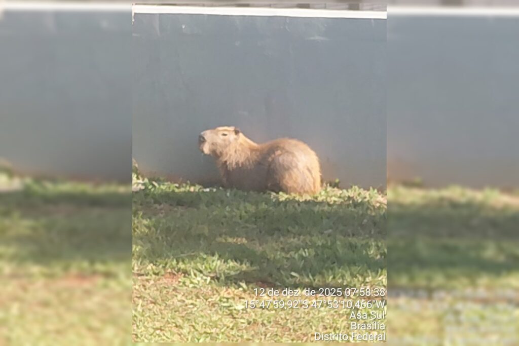 Assustada e "perdida", capivara é resgatada em região central do DF