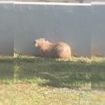 Assustada e "perdida", capivara é resgatada em região central do DF