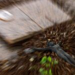 Descaso e abandono: cemitérios do DF têm 200 mil túmulos “esquecidos”