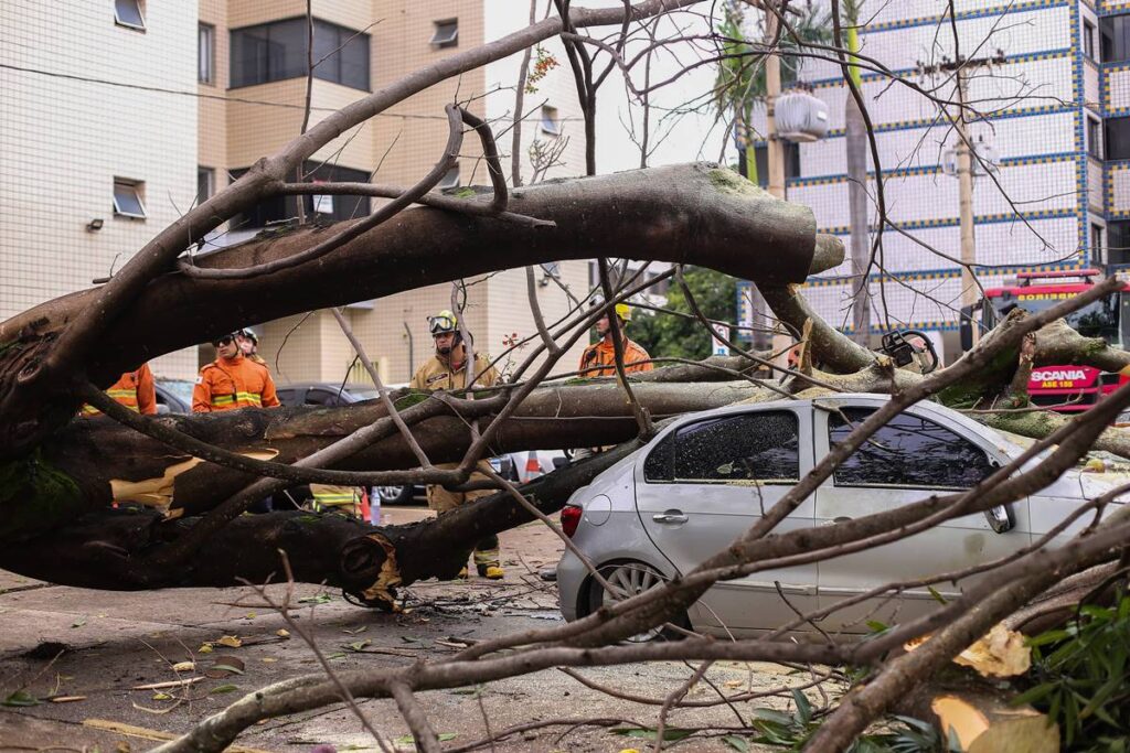 Dona de carro destruído em queda de árvore deverá ser indenizada