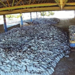 Leilão milionário da CEB IPes dá novo destino a materiais da iluminação do DF