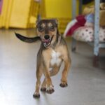 Protetores de animais do DF recebem benefício financeiro do governo