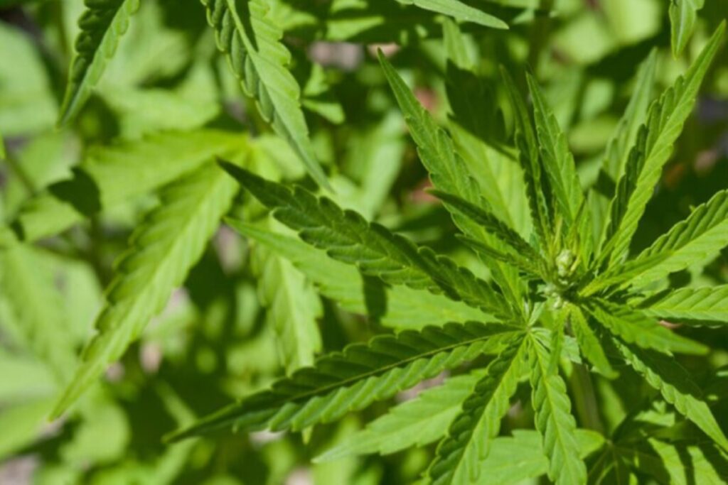 "Rei do Skunk" é preso ao transportar droga dentro de geladeira no DF