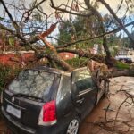 Árvore cai e destrói carro de brasiliense na Chapada dos Veadeiros