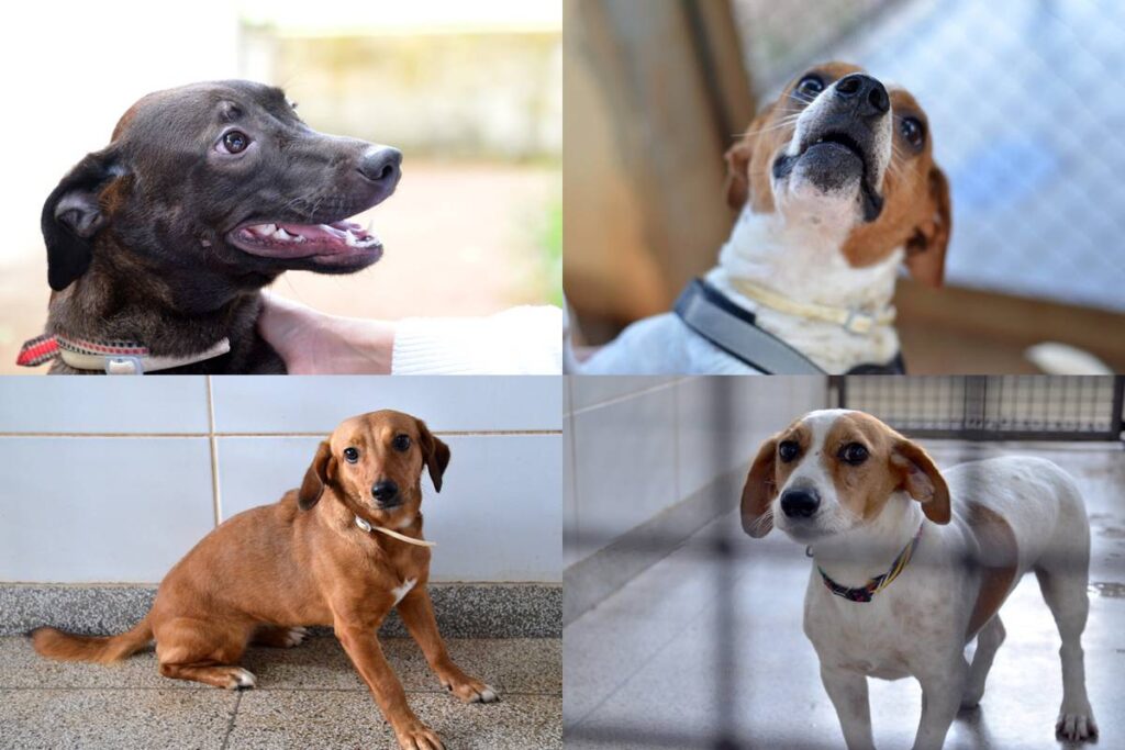 Cães resgatados esperam por adoção no DF; veja fotos
