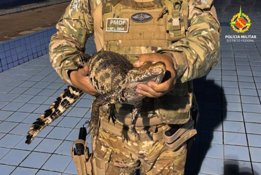 Filhote de jacaré é resgatado dentro de piscina em clube no DF