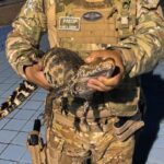 Filhote de jacaré é resgatado dentro de piscina em clube no DF