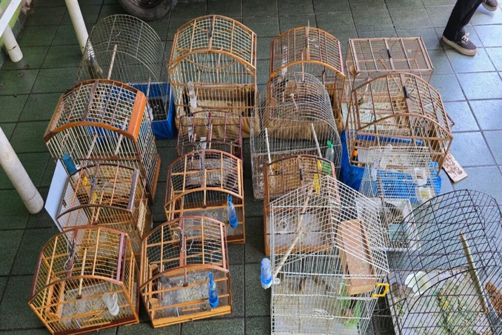 Jovem é preso com aves em cativeiro após anúncio em grupo de mensagem