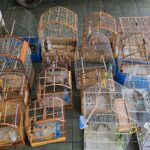 Jovem é preso com aves em cativeiro após anúncio em grupo de mensagem