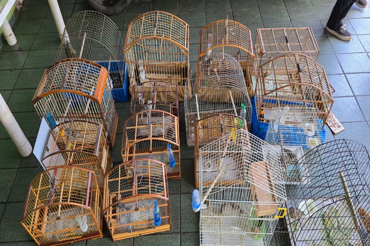 Jovem é preso com aves em cativeiro após anúncio em grupo de mensagem