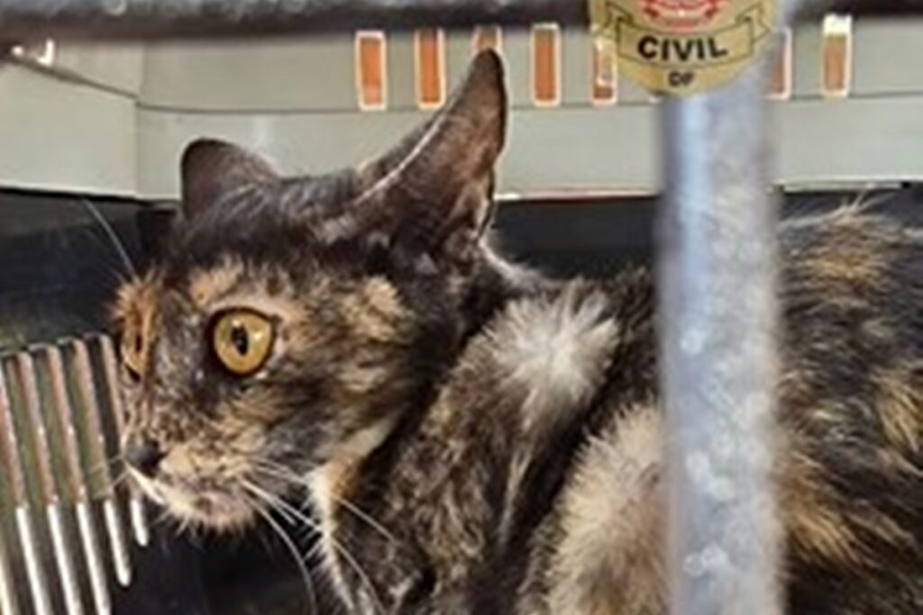 PCDF investiga abandono de 20 gatos em antiga costelaria na Asa Sul