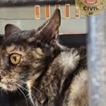 PCDF investiga abandono de 20 gatos em antiga costelaria na Asa Sul