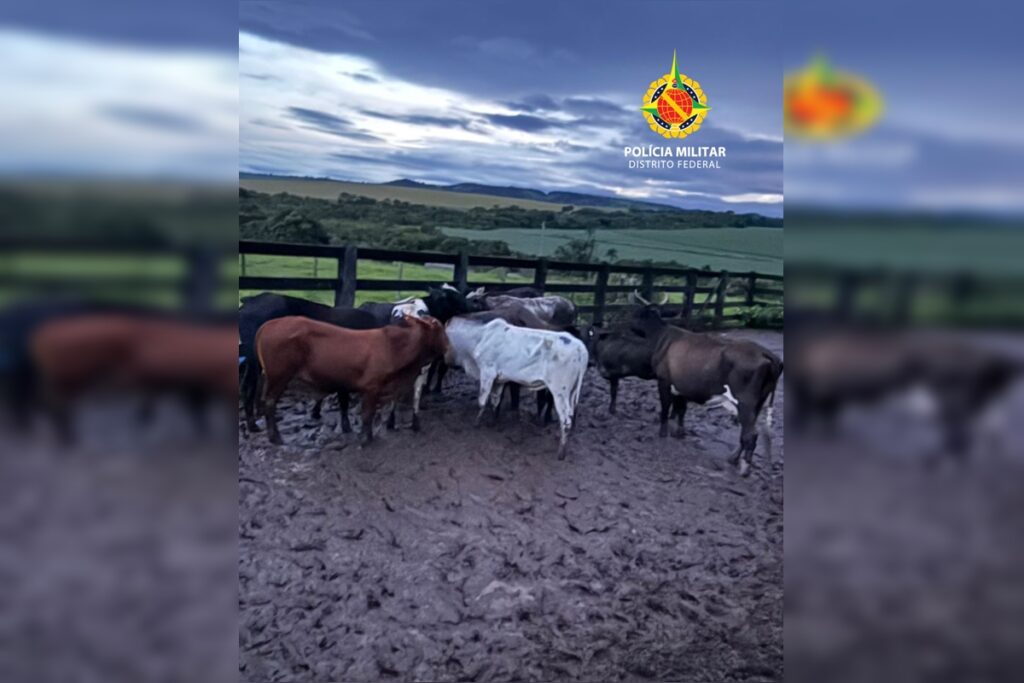 PMDF prende dupla que furtou mais de 45 gados avaliados em R$ 200 mil