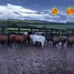 PMDF prende dupla que furtou mais de 45 gados avaliados em R$ 200 mil