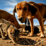 Sem cemitério público, 57 toneladas de animais mortos foram descartados em aterro do DF