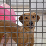 Zoonoses do DF abre adoção de cães resgatados